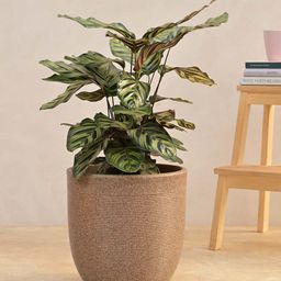 UGAOO Milano Short Brown Stone Small Planter-image-18