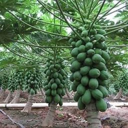 THAMMAR red ladyY F1 Hybrid variety Papaya Seeds (400 Seed) Seed 400 per packet Seed-image-16