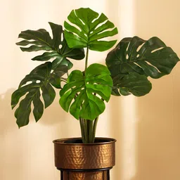 Elemntl Green 1 Pieces Monstera Deliciosa With Pot-image-39
