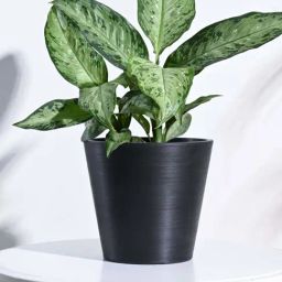 Ugaoo Venice Black Plastic Large Planter-image-20