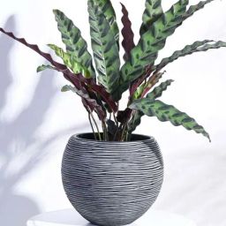 Ugaoo Vase Ball Rib Black Plastic Medium Planter-image-11