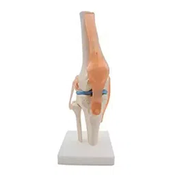 A-ONE SCIENCE Multicolor PVC Knee Joint Model With Ligaments AOSBM42-image-34