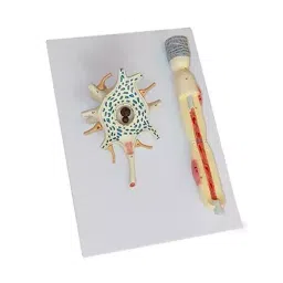 A-ONE SCIENCE Multicolor PVC Neuron Model AOSBM68-image-84