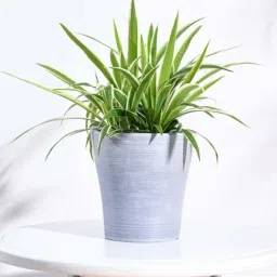 Ugaoo Tivoli Light Grey Plastic Small Planter-image-75
