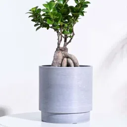 Ugaoo Oslo Light Grey Plastic Large Planter-image-61