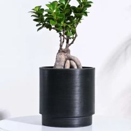 Ugaoo Oslo Black Plastic Large Planter-image-10