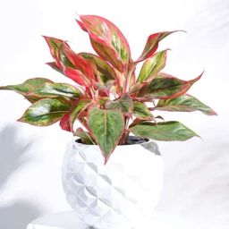 Ugaoo Heraldry Vase Ball Malta Plastic Medium Planter-image-20