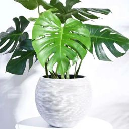 Ugaoo Vase Ball Rib Ivory Plastic Large Planter-image-18