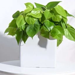 Ugaoo Hague White Plastic Large Planter-37