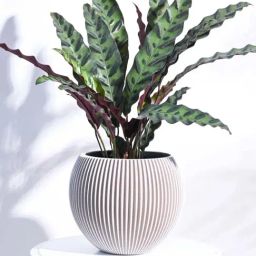 Ugaoo Vase Ball Groove Ivory Plastic Medium Planter-image-17