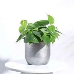 Ugaoo Ball Retro Silver Plastic Small Planter-1