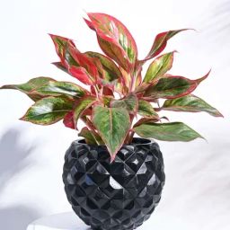 Ugaoo Heraldry Vase Ball Black Plastic Medium Planter-image-6