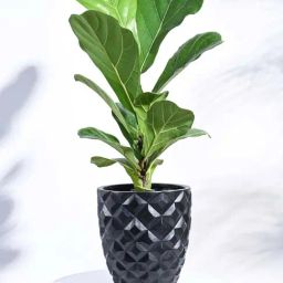 Ugaoo Heraldry Vase Taper Round Black Plastic Small Planter-image-72