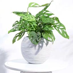 Ugaoo Vase Ball Rib Ivory Plastic Small Planter-image-99