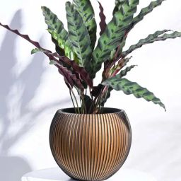Ugaoo Vase Ball Groove Gold & Black Plastic Medium Planter-27
