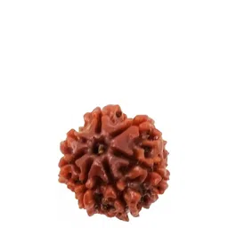 GenZcomplex Unisex 7 Mukhi Contemporary Shaped Rudraksha Pendant-12