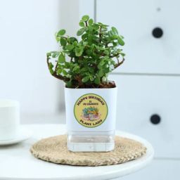 Happy Birthday Plant Lady Jade Plant With Self-Watering Pot-image-3