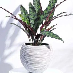 Ugaoo Vase Ball Rib Ivory Plastic Medium Planter-image-16