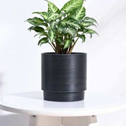 Ugaoo Oslo Black Plastic Small Planter-image-95