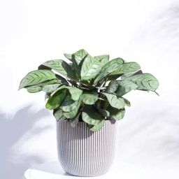 Ugaoo Ball Groove Ivory Plastic Medium Planter-image-84