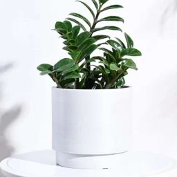 Ugaoo Oslo White Plastic Medium Planter-90
