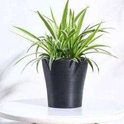 Ugaoo Tivoli Black Plastic Small Planter-image-96