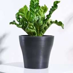 Ugaoo Tivoli Black Plastic Large Planter-image-74