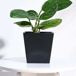 Ugaoo Hague Black Plastic Small Planter-image-47