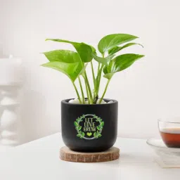 Let Love Grow Money Plant With Planter-image-73