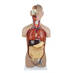 A-ONE SCIENCE 50 cm Multicolor PVC Mini Torso Model AOSBM56-picture-18