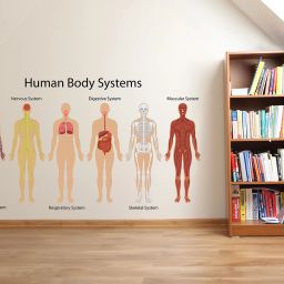90 cm Human Body System|Science|School|Education|Decoration Sticker Removable Sticker-image-21