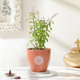 Tulsi Plant And Om Terracotta Planter-image-39