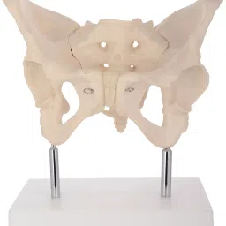 Khanna Traders Adult Female Pelvis On Base Model PVC, Fiber, Silicone Material-picture-14