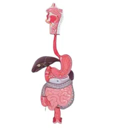 Khanna Traders Human Digestive System PVC, Fiber, Silicone Material-image-16