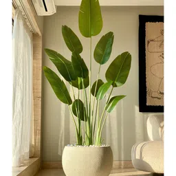 Mason Home Artificial Cavendish Traveller Plant - 7 Feet-picture-33