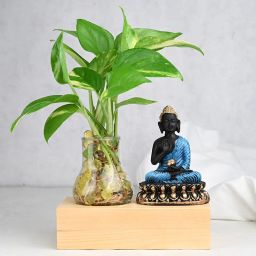 Buddha Money Plant Jumble-image-96