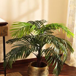 Elemntl Green 1 Pieces Palm With Pot-image-15