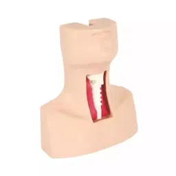 A-ONE SCIENCE Skin Color PVC Tracheotomy And Indotrachel Intubation Model AOSBM219-picture-28
