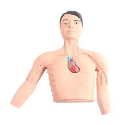A-ONE SCIENCE PVC and Silicone PICC Intervention Simulator AOSBM266-3