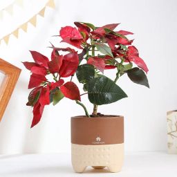 Poinsettia Plant In Brown Terracotta Pot-image-82