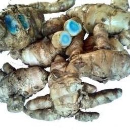 Black Turmeric Original/Rhizoms of Curcuma Caesia/Kali Haldi Seed-image-12