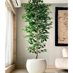 Mason Home Artificial Weeping Ficus Tree - 7 Feet-picture-38