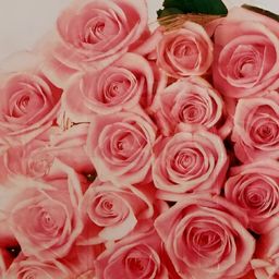 INDIAN ROYALS Pink Floral Printed Self-Adhesive & Durable Wall Sticker-image-7