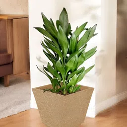 Go Hooked Brown & Green Square-Shaped Durable Planter-18