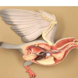 Pigeon Dissection Model image 1