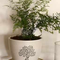 Urbanroots White & Black Printed Ceramic Planter-14