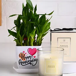 Floweraura Air Purifyng 2 Layer Lucky Bamboo Plant Comes with Candle With Pot & Candle-10