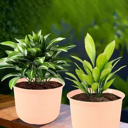 Kuber Industries Peach-Coloured 2 Pieces Flower Pot With Plate-86