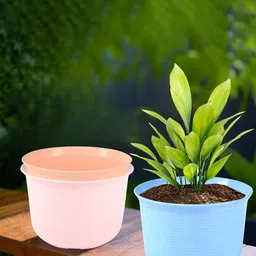 Kuber Industries 3 Pcs Planters With Plate-11