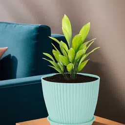 Kuber Industries 2-Pcs Green Durable Planters-37